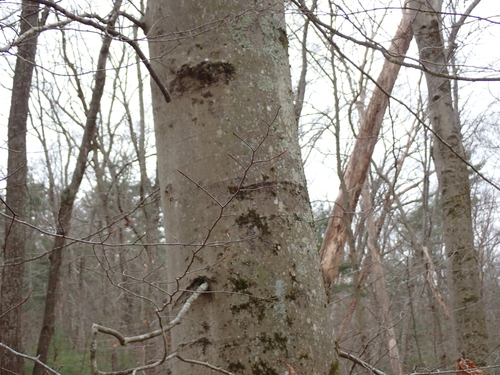 American Beech