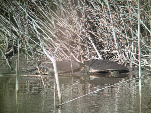 Spiny Softshell observed by happy4077