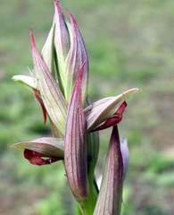 Serapias parviflora