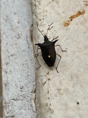 Proxys albopunctulatus