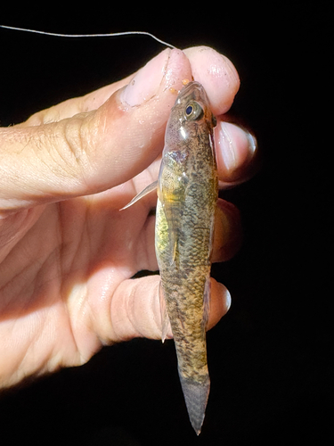 Bighead gudgeon (Philypnodon grandiceps) — Eleotridae — 3