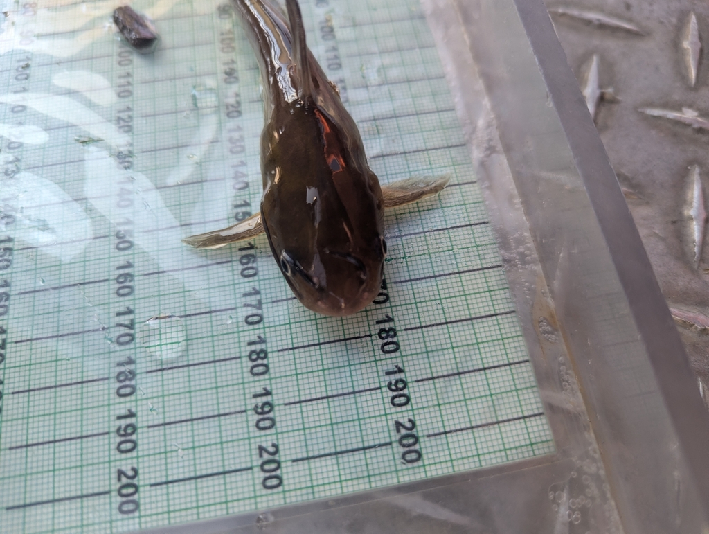 Catfish (Ameiurus catus) — Ictaluridae