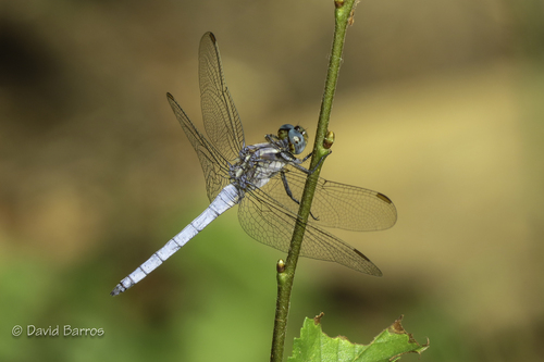 Observation photo. Species name: 