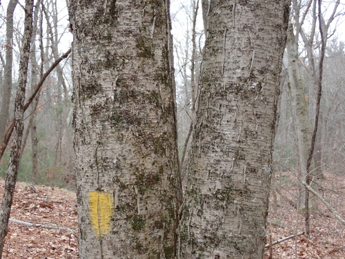 yellow birch