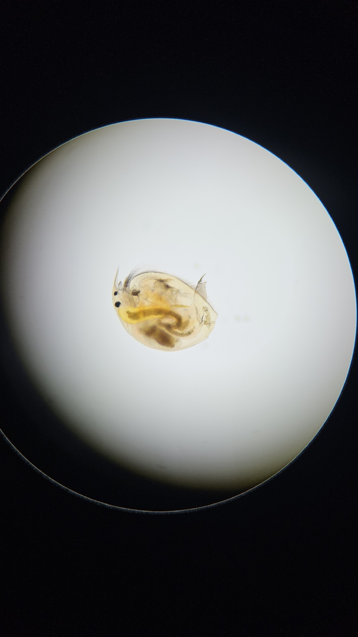 Picripleuroxus denticulatus (Birge, 1879)