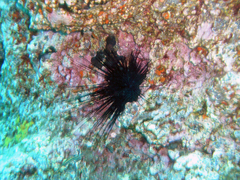 Diadema africanum