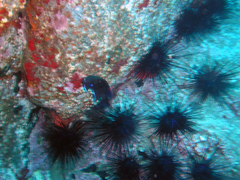 Diadema africanum