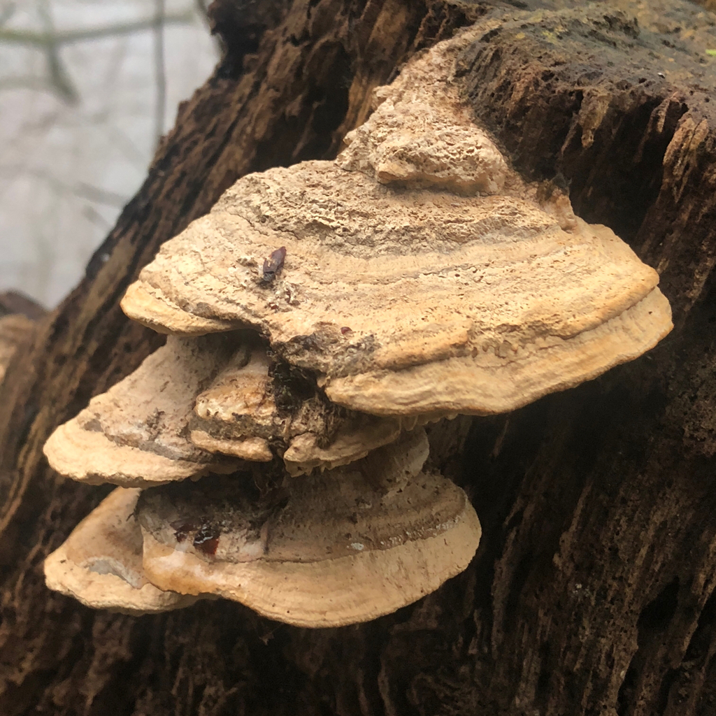 Fomitopsis quercina · January 2026 · photo: © marcellomanara (iNaturalist, cc-by)