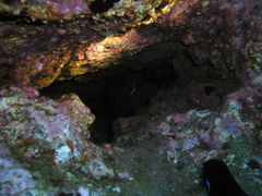 Gymnothorax unicolor