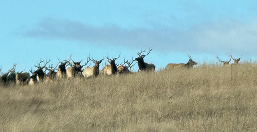 Wapiti observed by cecropia