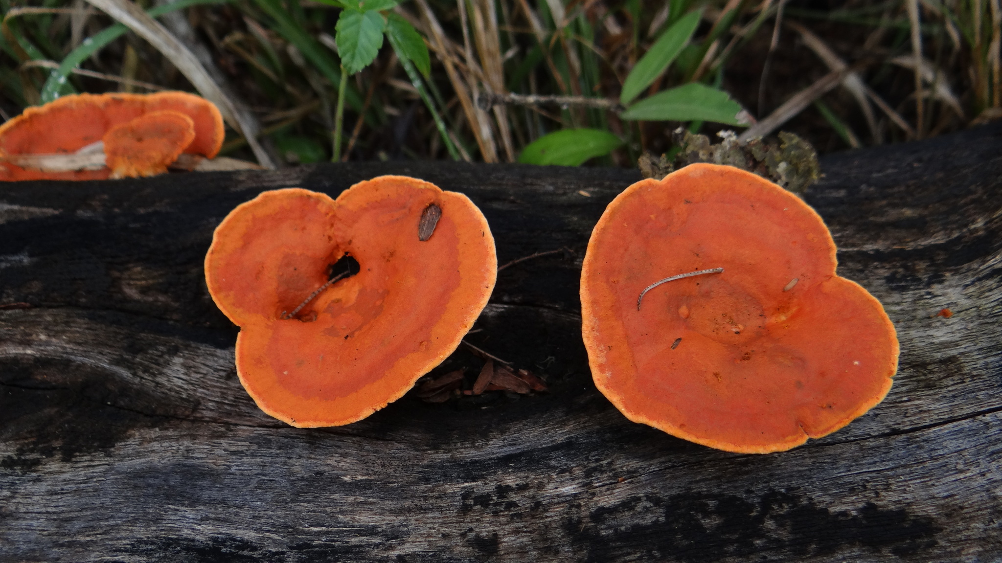 Pycnoporus sanguineus image