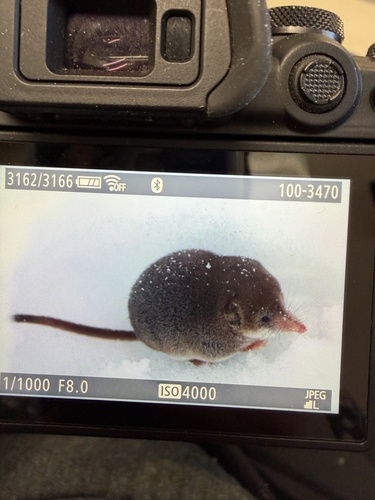 Masked Shrew observed by k-harmon