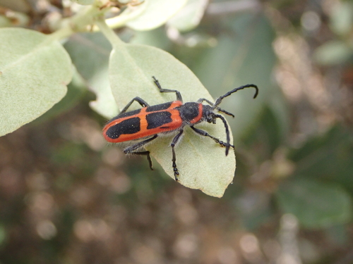 Calchaenesthes sexmaculata