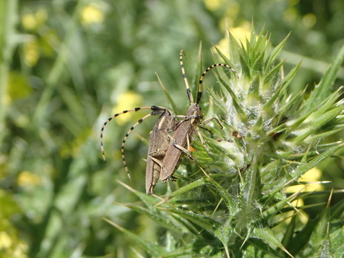 Agapanthia annularis