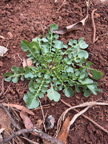Land Cress