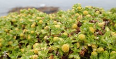 Leptinella lanata