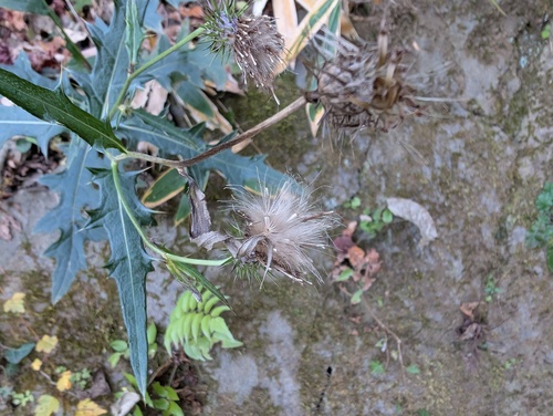 Cirsium microspicatum iNat (3)