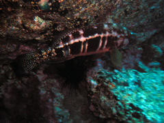 Serranus atricauda