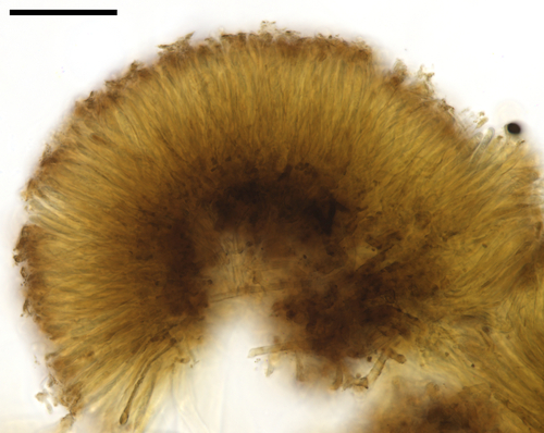 Ionomidotis olivascens