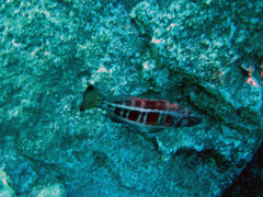 Serranus atricauda