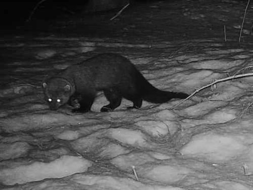 Fisher observed by bmwymer