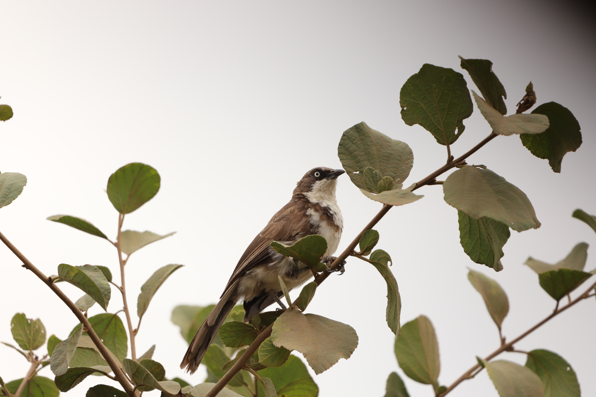 Northern Pied Babbler (Turdoides hypoleuca), photo 2