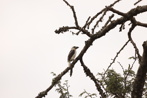 White-headed Barbet (Lybius leucocephalus), photo 9