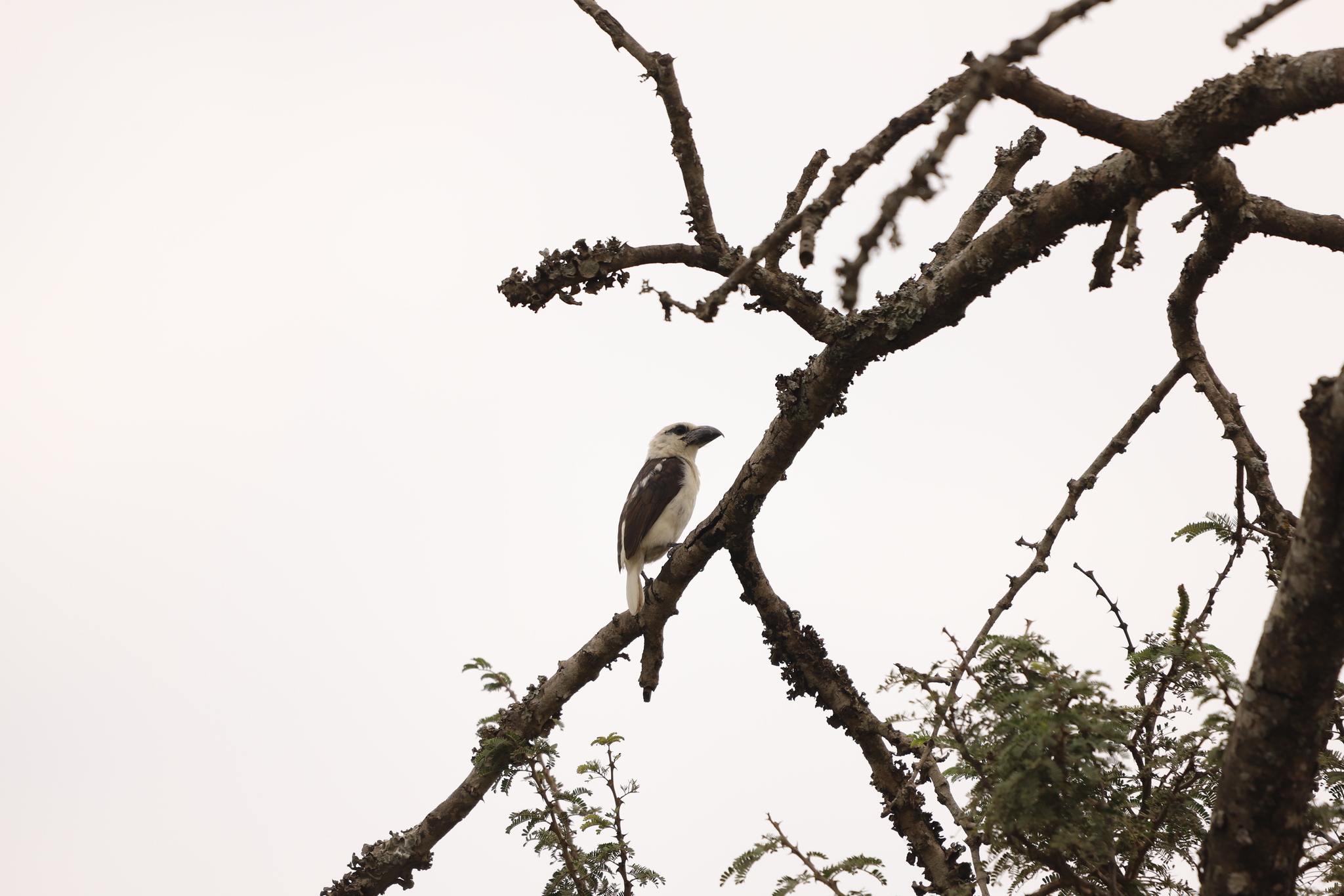 White-headed Barbet (Lybius leucocephalus), photo 6
