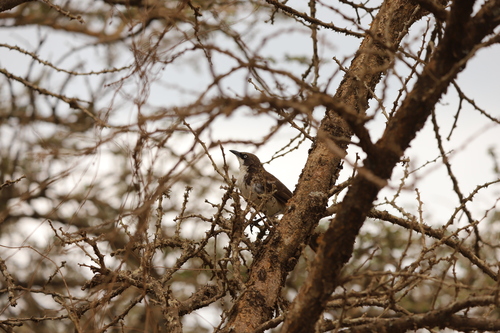 Northern Pied Babbler (Turdoides hypoleuca), photo 5