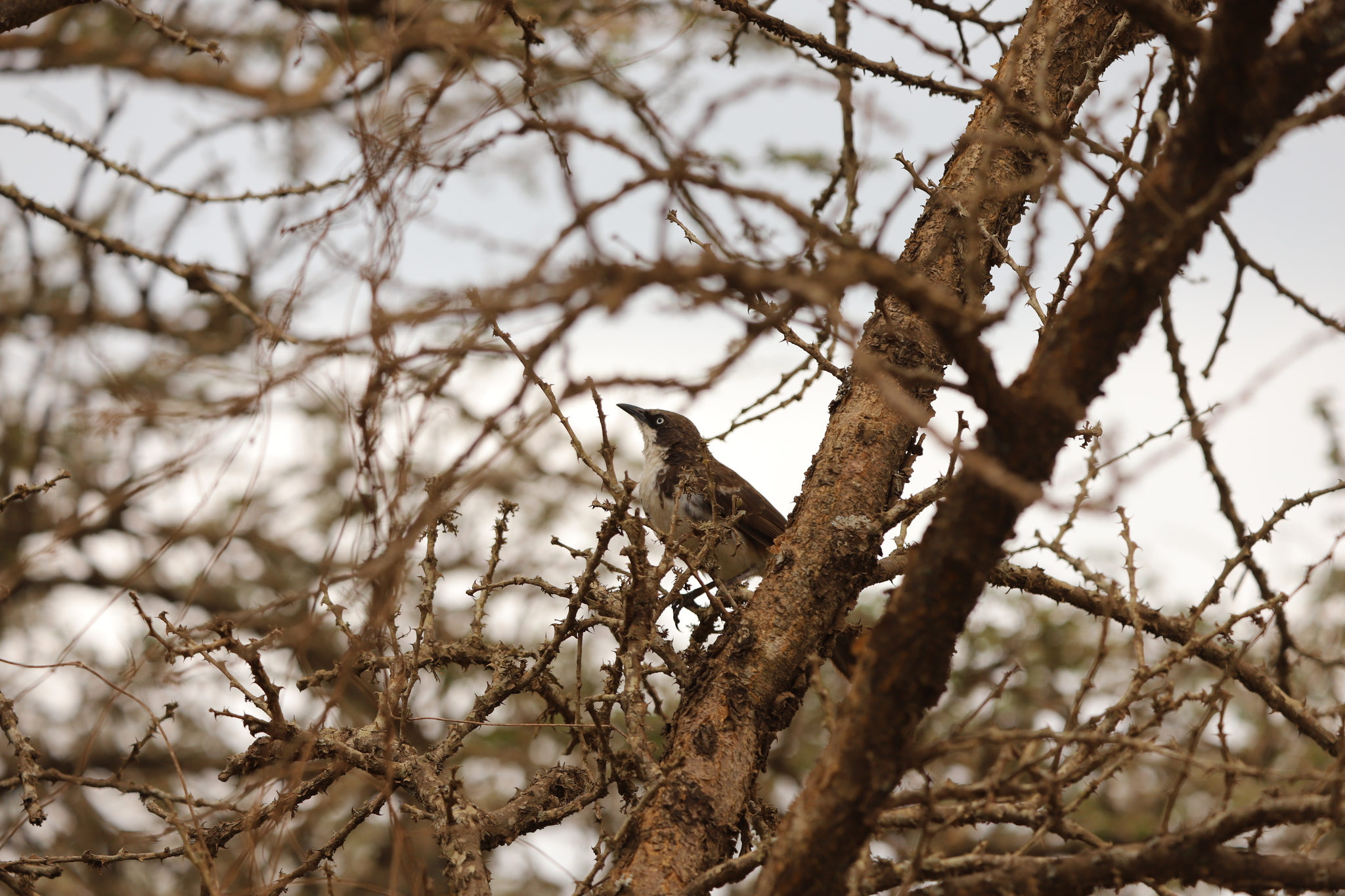 Northern Pied Babbler (Turdoides hypoleuca), photo 3