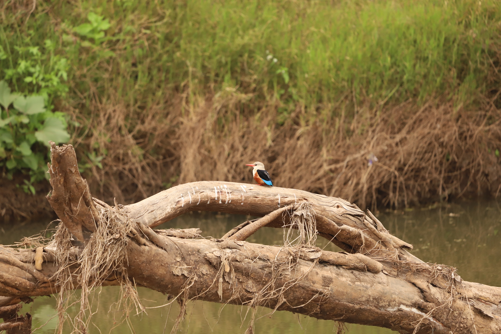 Grey-headed Kingfisher (Halcyon leucocephala)