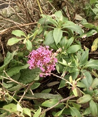 Centranthus ruber