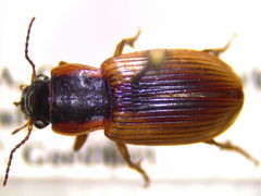 Anisodactylus discoideus