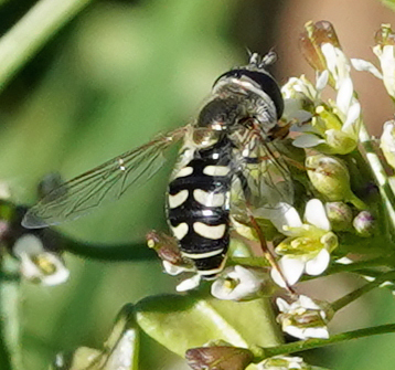 Unknown species found near North Oaks, Austin, TX 78753, USA