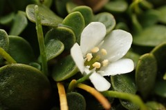 Samolus repens repens