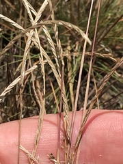 Microchloa caffra