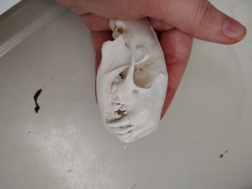 Striped Skunk observed by janewing