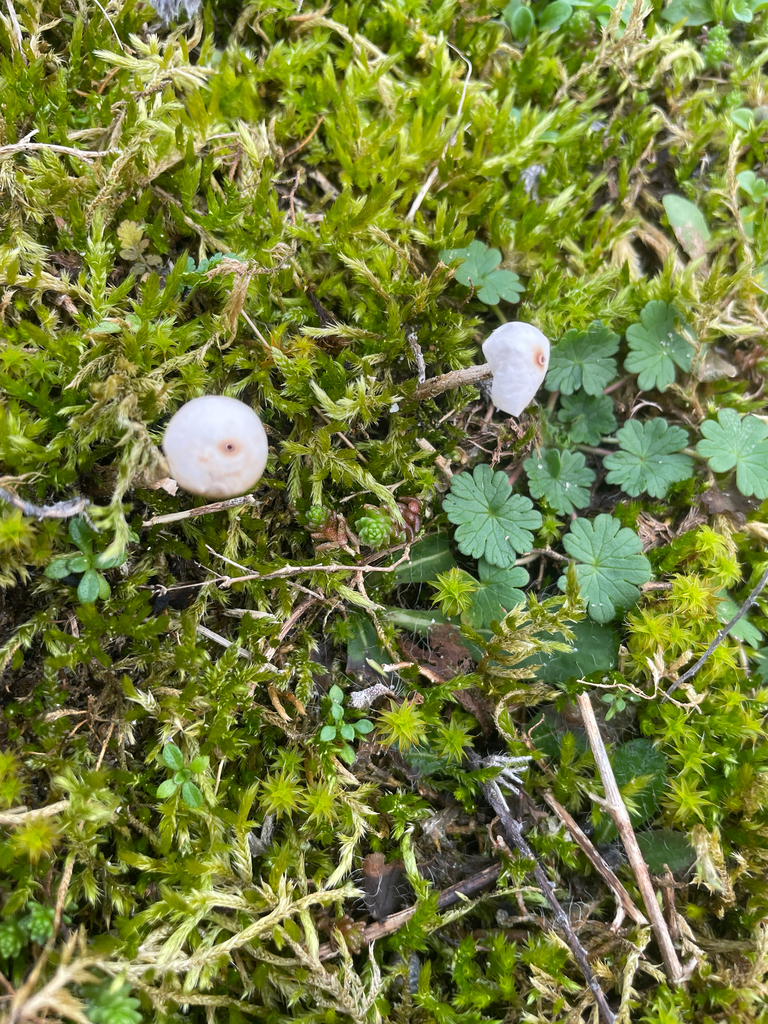 Tulostoma brumale · January 2026 · photo: © fernium (iNaturalist, cc-by)