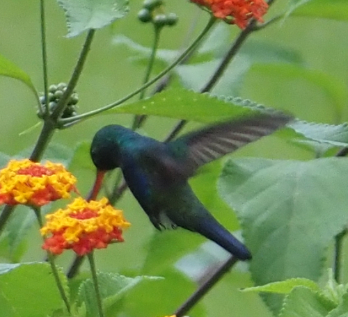 Violet-bellied Hummingbird (Chlorestes julie), photo 9