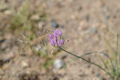 Allium weschniakowii