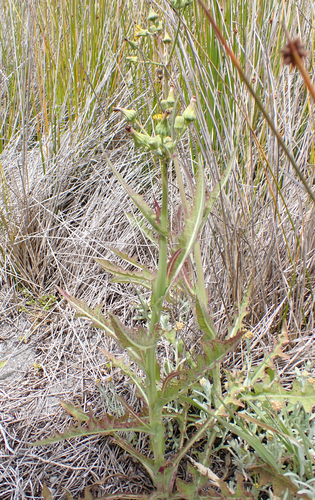 New Zealand sow thistle (Sonchus kirkii)