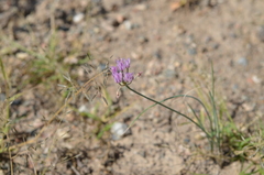 Allium weschniakowii