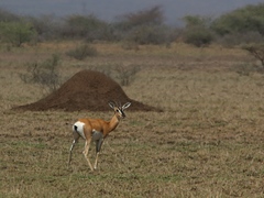 Nanger soemmerringii