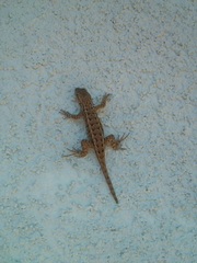 Sceloporus occidentalis