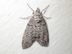 Smyriodes trigramma