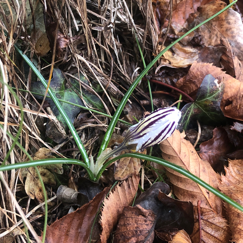 Silvery crocus