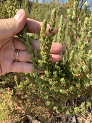 Cliffortia polygonifolia