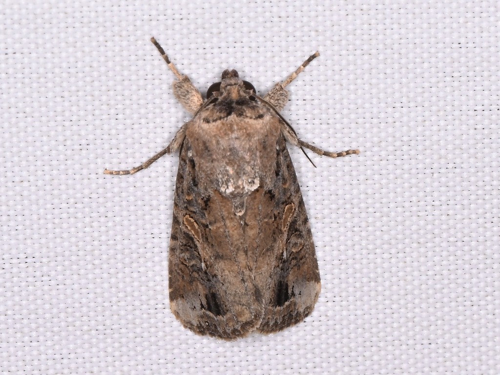 Fall Armyworm Moth from Williamson County, TX, USA on December 28, 2025 ...