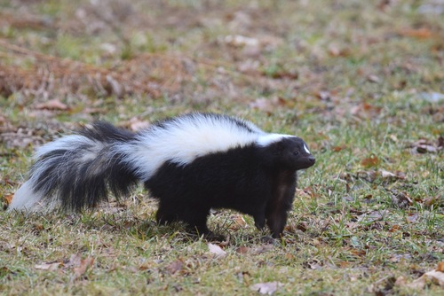Striped Skunk observed by stevenmcclellan