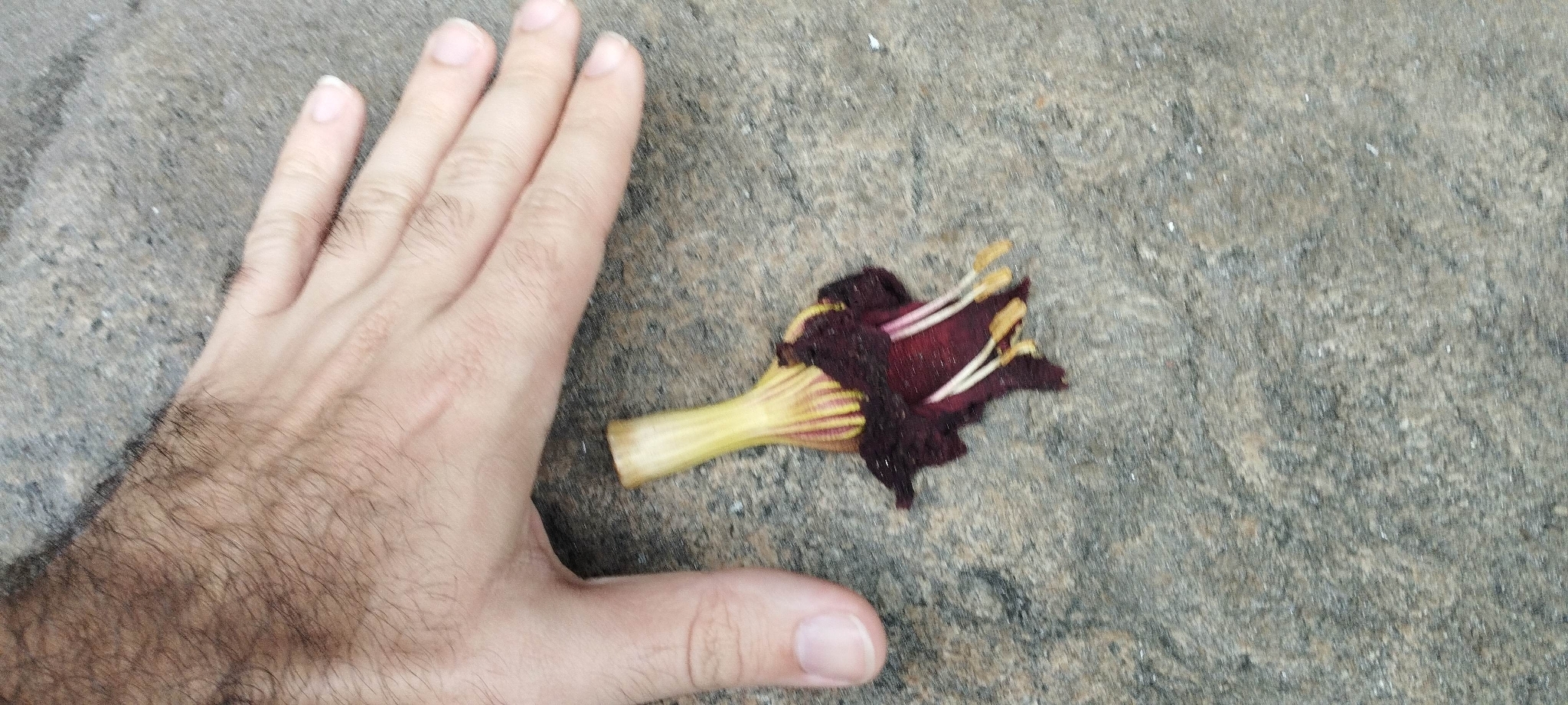 Imagem de Árvore-de-salsicha